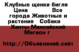 Клубные щенки бигля › Цена ­ 30 000 - Все города Животные и растения » Собаки   . Ханты-Мансийский,Мегион г.